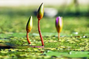Grün Farbwirkung Wasserlilien