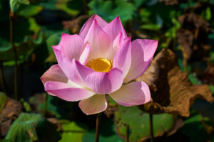 Lotus Blume Metta Liebe